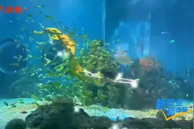 记者体验职业“美人鱼”：做好一条“鱼”真的不容易，光鲜背后是艰辛图片