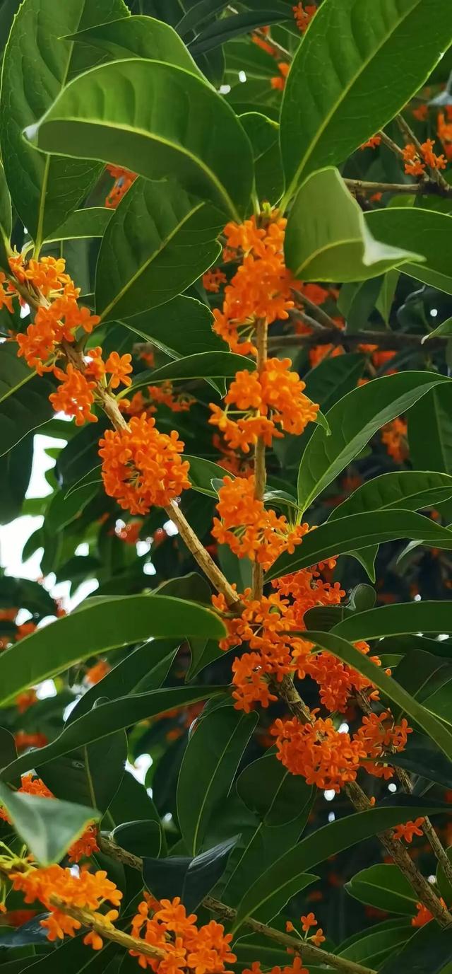 你闻，现在的大邑是桂花味儿的~
