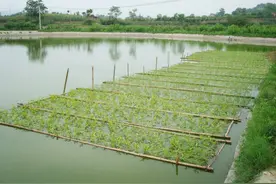 在水上建造田园！鱼菜共生技术到底有多“牛”？图片
