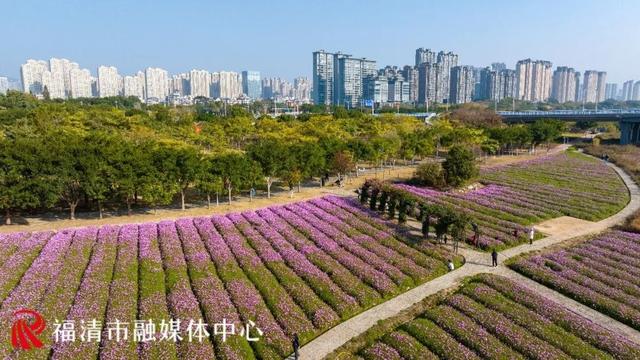 福州新晋顶流！“粉色花海”惊艳上线，本周末出片首选地