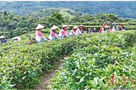大山深处茶香飘图片