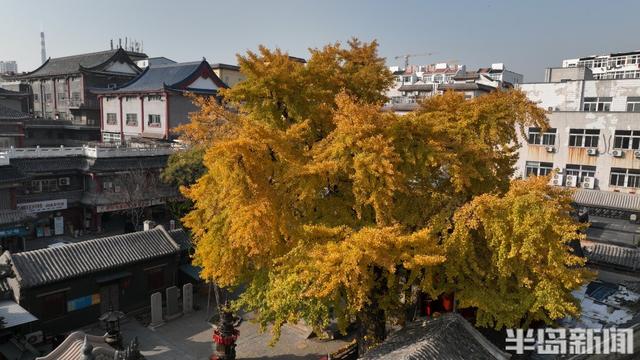 90%青岛人都不知道，市区藏着1300余岁古银杏，现在到了它最美的季节