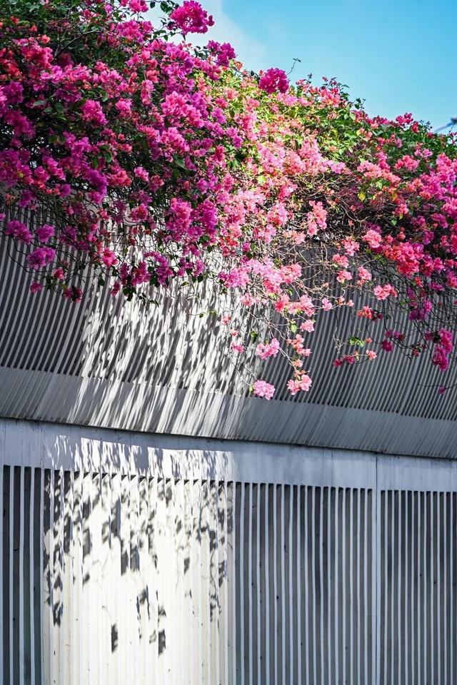 深圳知名景区紧急通知！