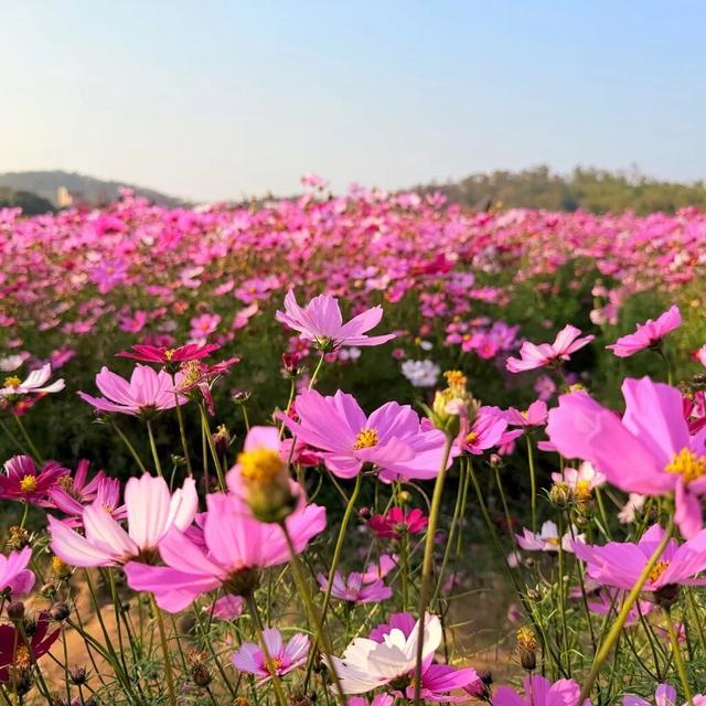 阳江冬日限定“粉海”！市区出发，仅需半小时车程