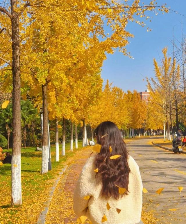 这6个淮南银杏绝美打卡地！码住刷爆朋友圈！