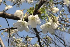 济南早樱初开放，专家：受气温影响，今年花期更短图片