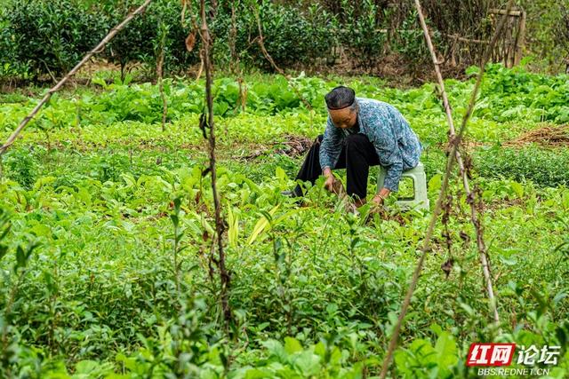岁暖时刻｜白云深处有人家：藏在湘西山巅的原始苗寨