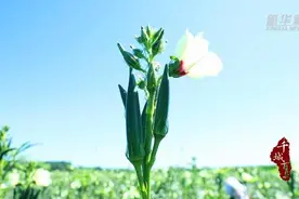 千城百县看中国｜山东禹城：秋葵特色种植激活乡村振兴“新引擎”图片