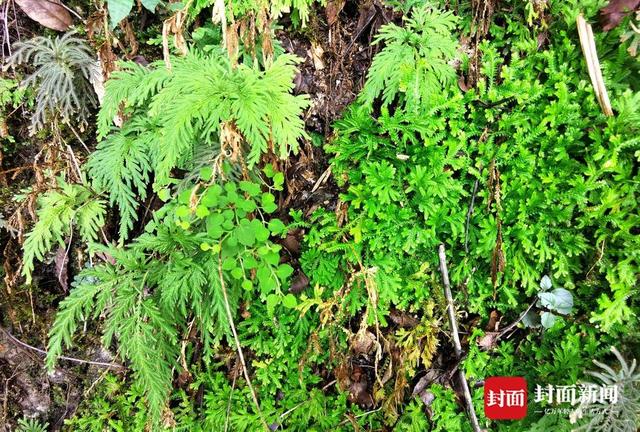 还魂草“复活”、崖柏成林、阳鱼穿溪！巴山大峡谷藏了多少宝藏？ | 创5A·巴山大峡谷更好玩