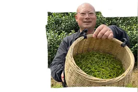 夏日口粮茶，潮州鸭屎香，新鲜下山！绿茶的清香，花茶的芬芳，红茶的甘醇，大桶品质更真图片