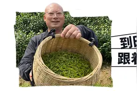 夏日口粮茶，潮州鸭屎香，新鲜下山！绿茶的清香，花茶的芬芳，红茶的甘醇，大桶品质更真图片