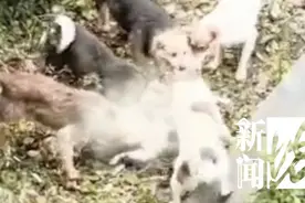5只狗撕咬猫咪致死！沪一小区居民忧心忡忡：太可怕，怎么办？图片