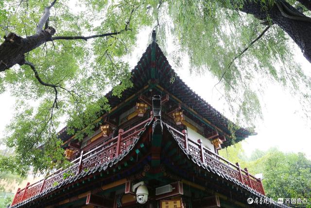 雨中趵突泉，美得让人醉