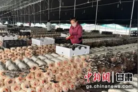 中新武威观 | 凉州柏树镇三十万棒平菇喜获丰收图片