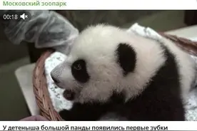 超十万莫斯科人参与熊猫取名投票 “喀秋莎”领先图片