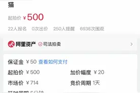 狸花猫“卖身”抵债，起拍价500元，宠物店：法院送来寄养图片