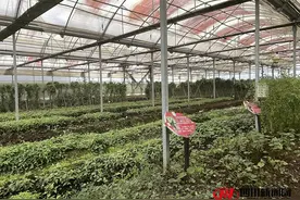 【守初心 强“四力” 助发展】聚焦传承与保护  这个中药基地让金果榄变“家化”图片