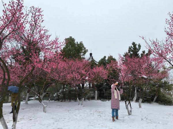 踏雪寻梅，武汉公园美出圈