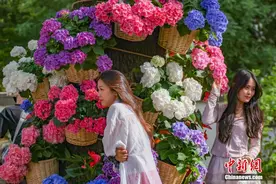 南京中山植物园打造“花海之夏”展绣球缤纷魅力图片