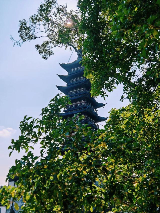 盼了好久的桂花，终于开了！