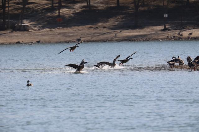 南海子公园鸿雁群飞