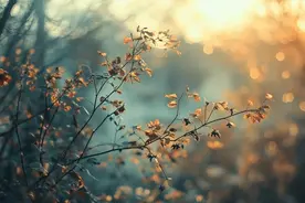 林紫：左牵黄 右擎苍图片