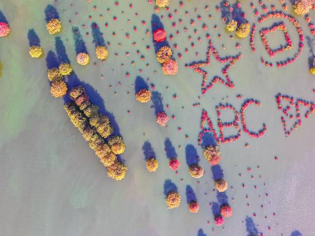 庐江万株池杉浓烈“红妆”吸引游客打卡