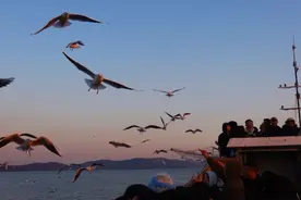 这个寒假，和孩子赴一场“候鸟驿站”之约！来自西伯利亚的红嘴鸥在这片“橘子海”过冬图片