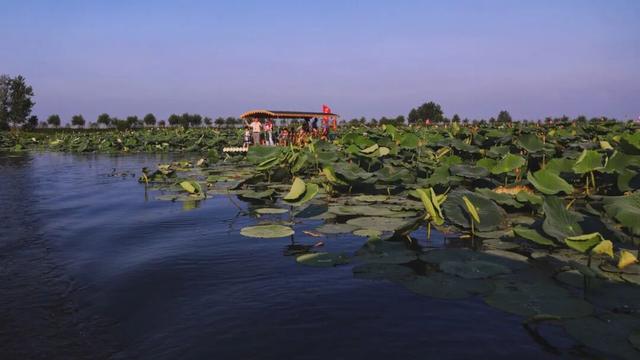 赤黄红·洪湖情 | 2025环洪湖马拉松，跑进水乡新画卷！