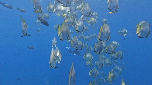 去粤港澳这篇就够了！最新指南→