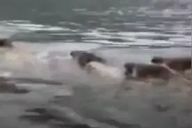 野猪成群横渡黄山太平湖，专家：大概率遭遇应激情形图片