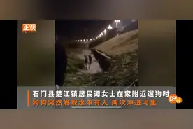 阿拉斯加犬河边遛弯遇女孩轻生，两次扑河救回性命，主人：奖励一根火腿肠图片