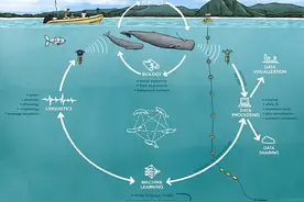国际团队利用AI技术研究“鲸语”，人类或很快能跟鲸鱼对话图片