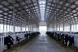 光明乳业：三季度业绩稳步提升，资本市场动作频频图片