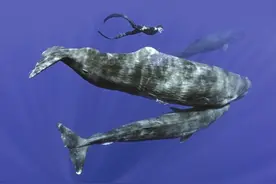 人工智能或将解码海洋动物的声音，未来人类有望和鲸鱼对话图片