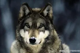 民间故事：大夫被冤枉，县官见到一只狼后，最终真相大白图片