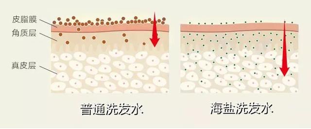 头上扣下来的白泥竟然是螨虫尸体！头痒头屑出油多，用TA就对了
