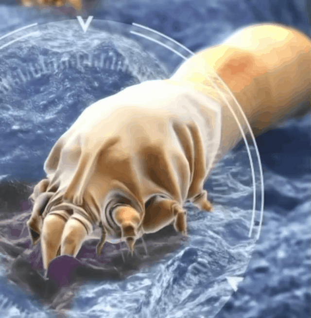 头上扣下来的白泥竟然是螨虫尸体！头痒头屑出油多，用TA就对了