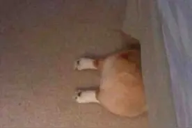 为什么付尾款要在半夜，是怕白天人清醒了吗？图片