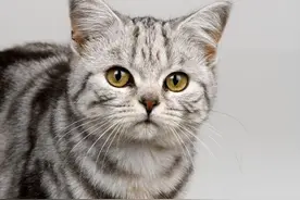 吸猫成瘾，养猫“致贫”，我们对猫咪的爱为何无法自拔？| 睡前聊一会儿图片