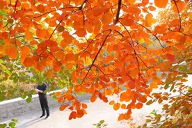 国学成语故事（40）自取灭亡：不作死就不会死的古代实例图片