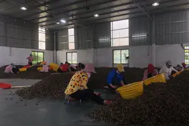 中国槟榔简史：从贡品到7亿人消费，百亿产业走到十字路口图片