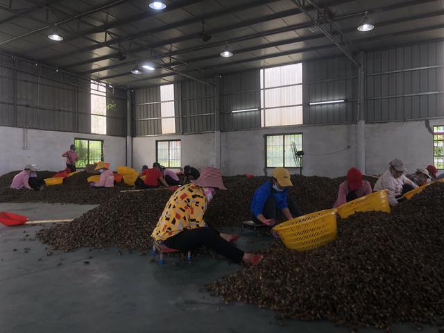 中国槟榔简史：从贡品到7亿人消费，百亿产业走到十字路口