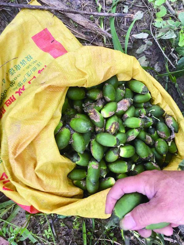 中国槟榔简史：从贡品到7亿人消费，百亿产业走到十字路口