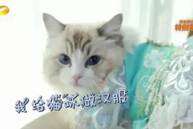 神仙工作！90后湖南妹子北漂返乡给猫咪设计汉服，月入7万，边工作边撸猫图片