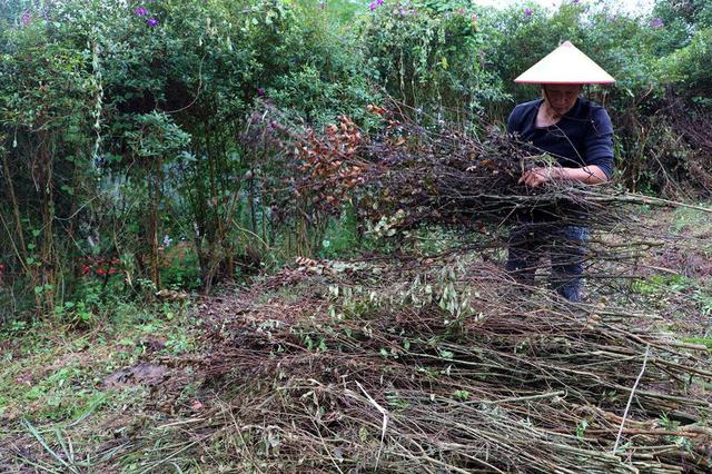 贫困村优化（宜宾长宁古河镇优化资源配置）