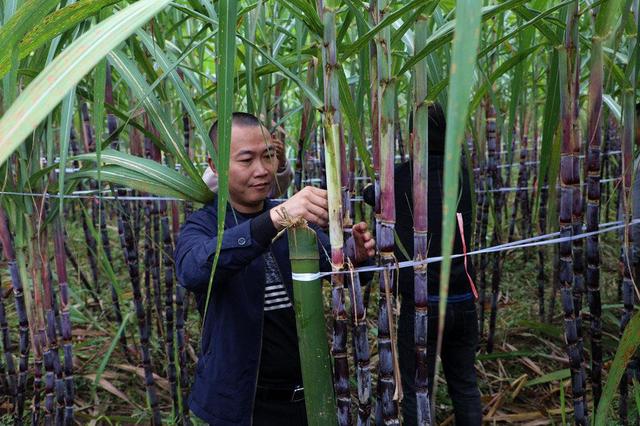 宜宾长宁古河镇：优化资源配置，省级贫困村“变身”乡村振兴示范村