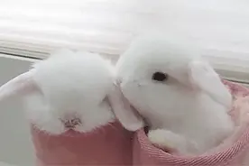 每日一笑，看我的猫猫神掌图片