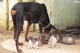 跨越种族的母爱！印度一只流产狗妈妈收养3只孤儿小猫图片