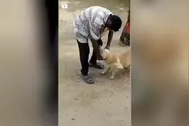 印度男子拉扯狗耳朵虐待一只狗 一头牛冲向该男子将狗救下图片